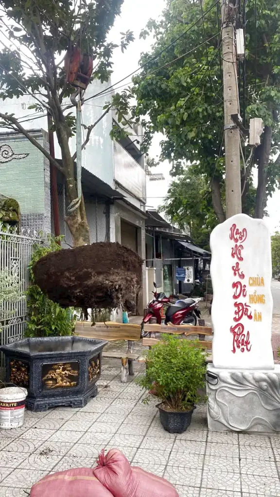 Dịch vụ di dời cây xanh, cây bóng mát, cây ăn quả tại Đà Nẵng