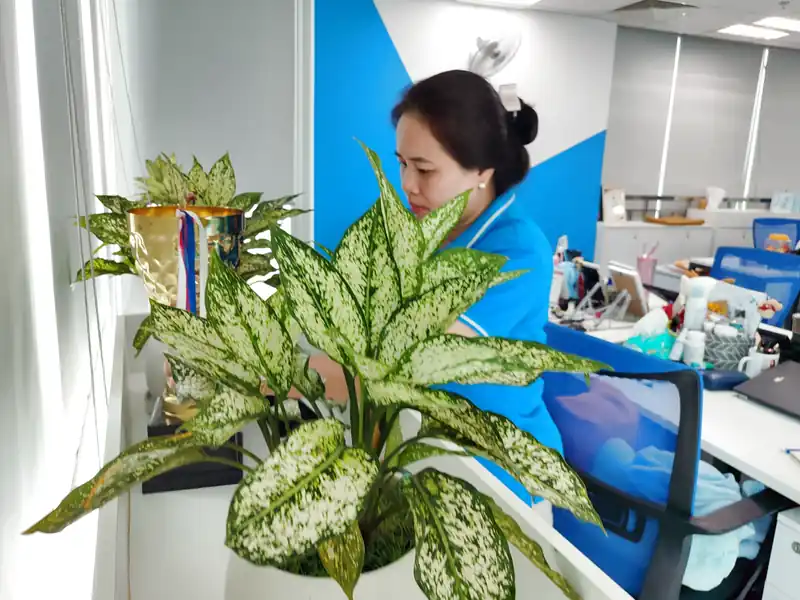 Dịch vụ cho thuê cây cảnh văn phòng tại Đà Nẵng