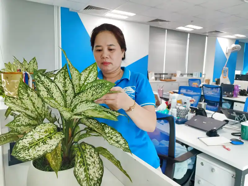 Dịch vụ chăm sóc cây xanh, cây cảnh văn phòng tại Đà Nẵng