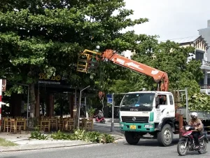 Dịch vụ cắt tỉa cây xanh Đà Nẵng