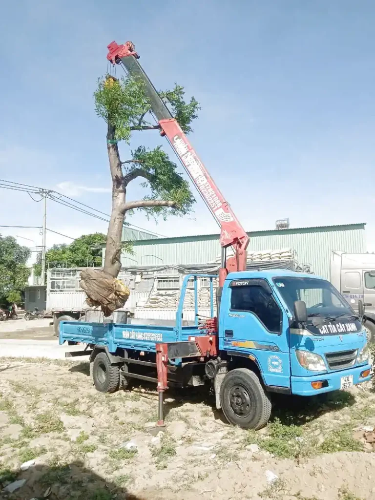 Dịch vụ trồng cây xanh Đà Nẵng