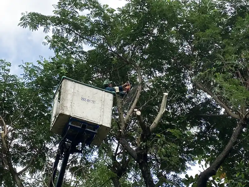 Cắt tỉa cây xanh