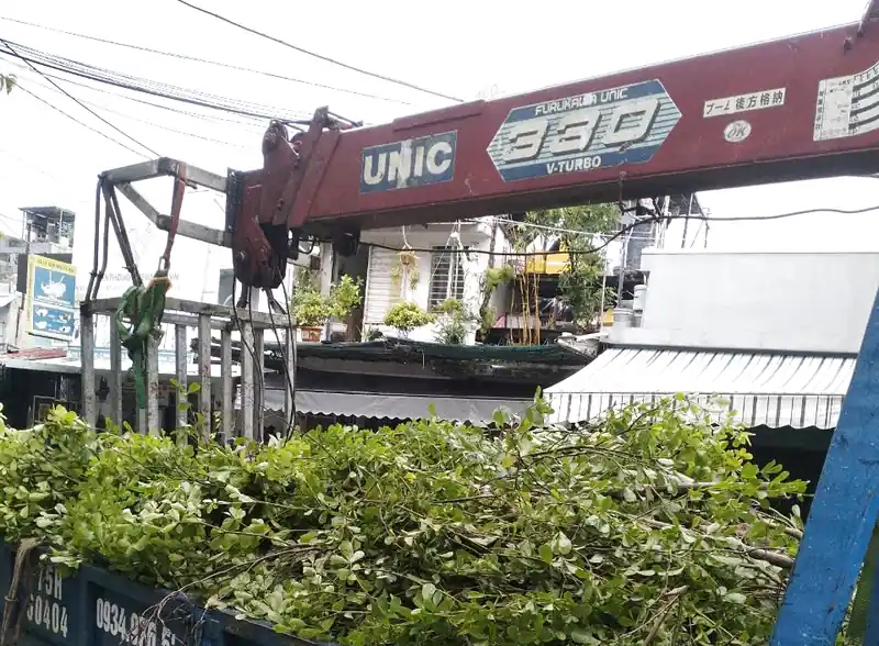 Dịch vụ cắt tỉa cây xanh tại Đà Nẵng