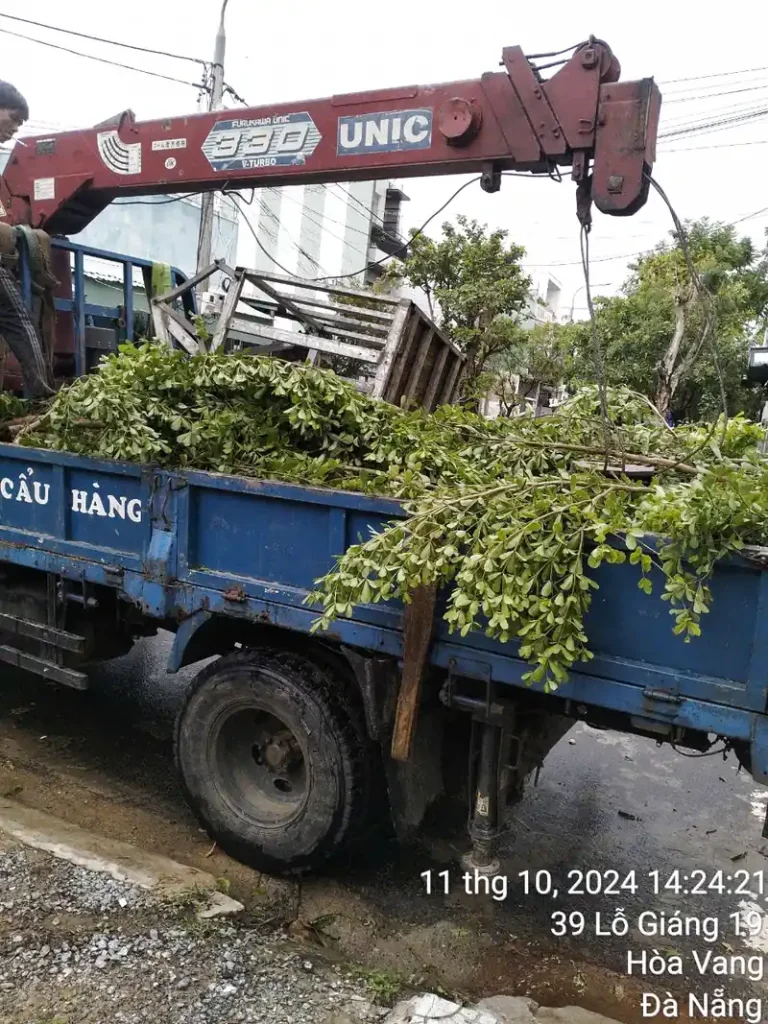 Cắt tỉa cây xanh
