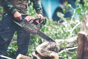 Dịch vụ chặt cây - cưa cây - cắt tỉa cây xanh tại Hội An
