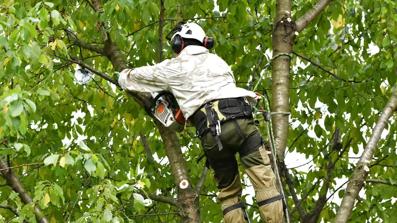 Dịch vụ cắt tỉa cây xanh
