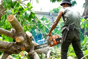 Dịch vụ chặt cây xanh tại Hội An