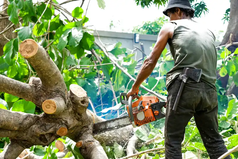 Dịch vụ chặt cây xanh tại Hội An