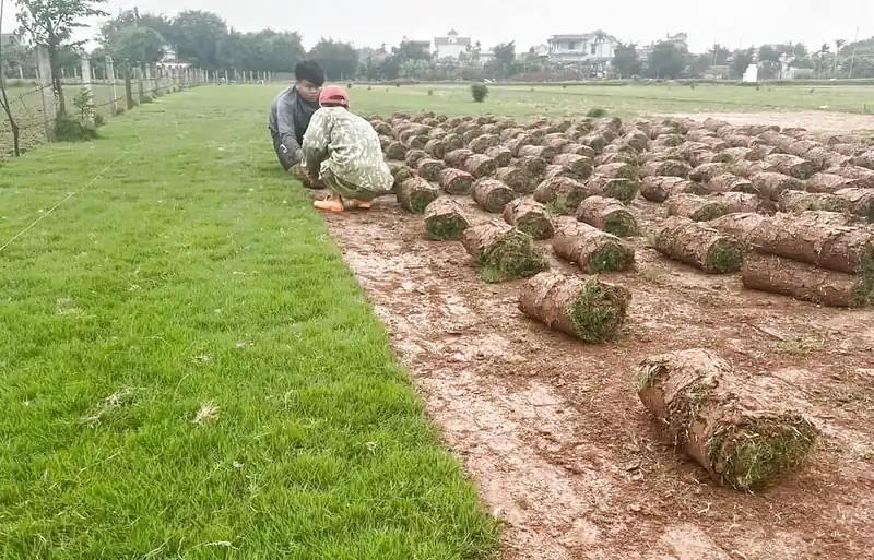Dịch vụ trồng cỏ tốt nhất Đà Nẵng