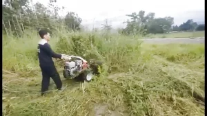 Dịch Vụ Cắt Cỏ Tại Đà Nẵng