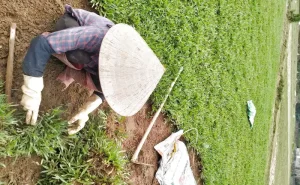 Dịch vụ trồng cỏ sân vườn tại Đà Nẵng