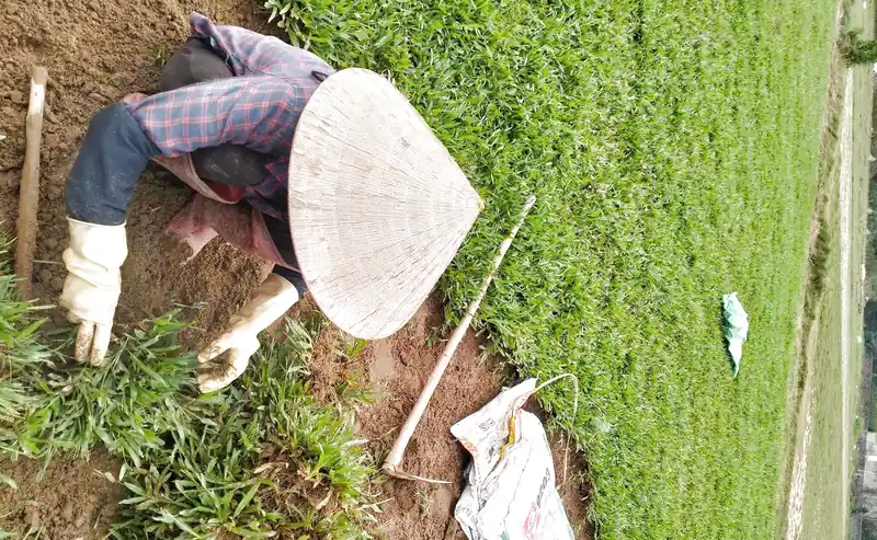 Dịch vụ trồng cỏ sân vườn tại Đà Nẵng