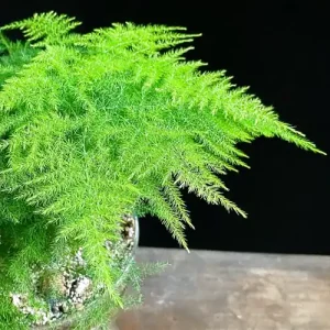 Cây măng tây leo - dương xỉ măng tây