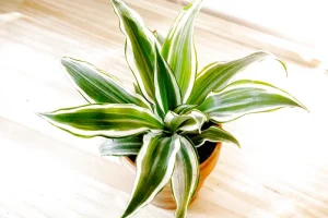 Cây huyết rồng
