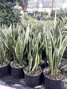 Cây lưỡi hổ