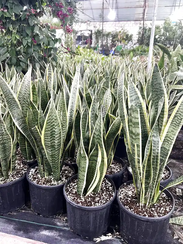 Cây lưỡi hổ