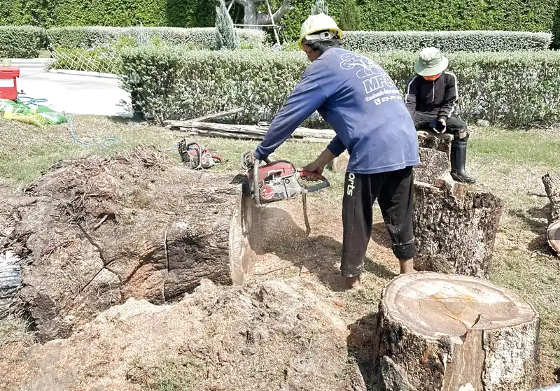 Dịch vụ đào gốc cây