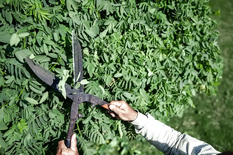 cắt tỉa hàng rào thủ công