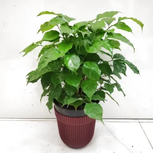 Cây Đà Rẹt Hoa Trắng