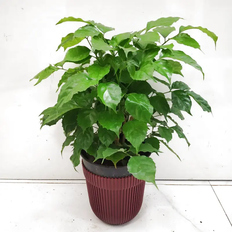 Cây Đà Rẹt Hoa Trắng