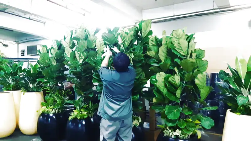 Dịch vụ chăm sóc cây cảnh văn phòng tại Đà Nẵng