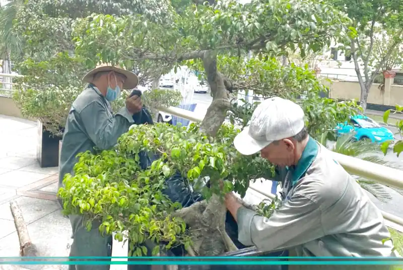 Dịch vụ làm vườn tại Đà Nẵng