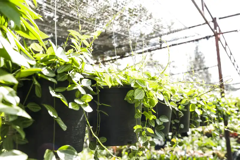 Dịch vụ trồng rau sạch tại Đà Nẵng