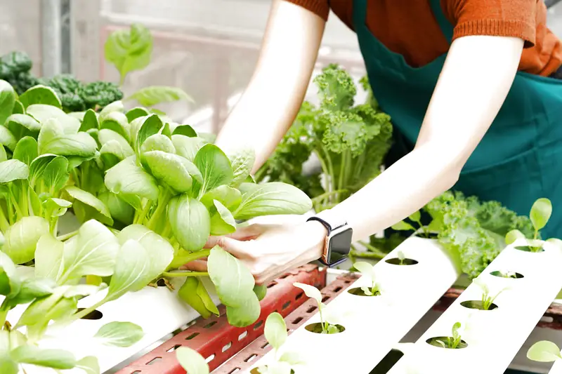Dịch vụ trồng rau sạch tại nhà trọn gói