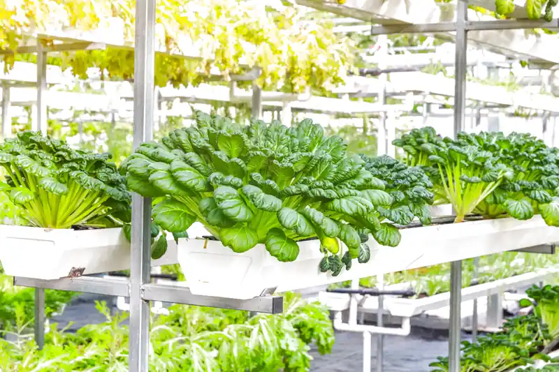 Dịch vụ trồng rau sạch tại nhà