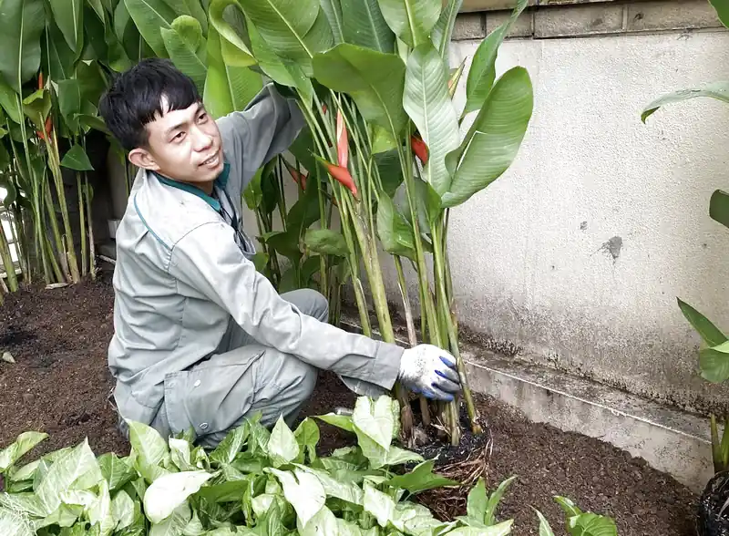 Kỹ thuật trồng cây hàng rào