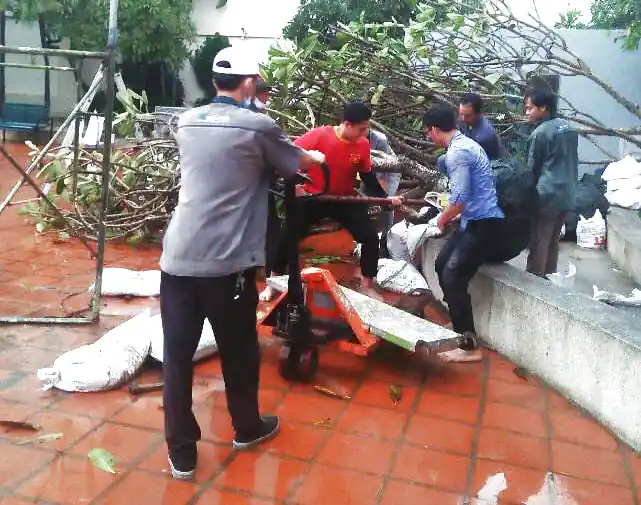 Dịch vụ trồng cây tại Đà Nẵng