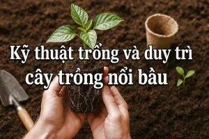 Kỹ thuật trồng cây trồng nổi bầu