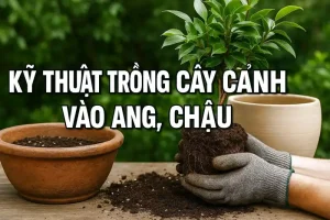 Trồng cây vào ang, chậu
