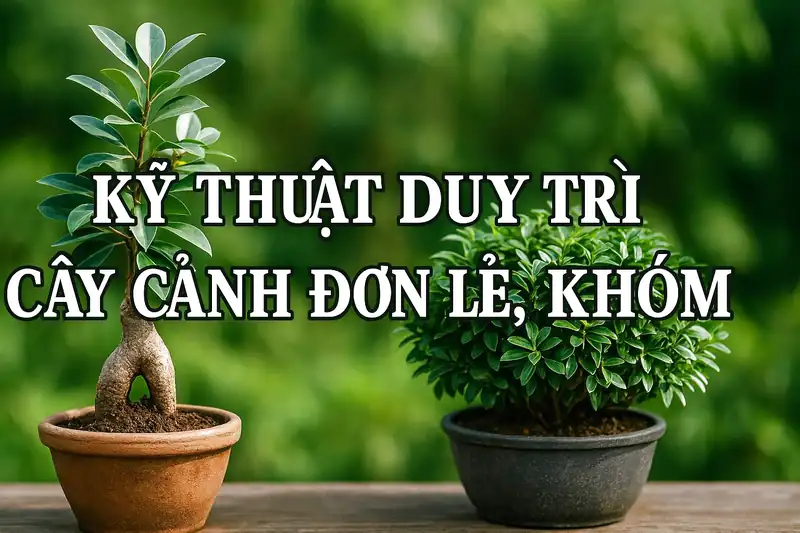 kỹ thuật duy trì cây cảnh đơn lẻ
