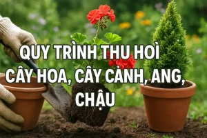 quy trình thu hồi cây hoa, cây cảnh trong ang, chậu